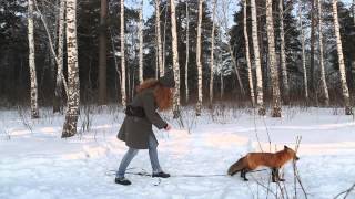 The World Is this Siberian fox wild domesticated or something in between [upl. by Ahsyak]