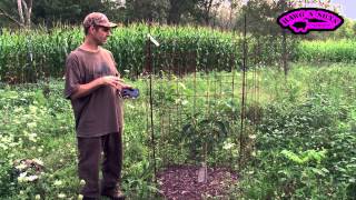 How to Grow Persimmon Trees  American Fruit Trees On Grafted Rootstock [upl. by Antonetta]