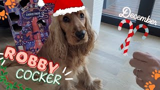 🐶 Dog Drooling 🐾 Basic commands for sweets 🐕 Dog Advent Calendar 🎅 English Cocker Spaniel  Robby [upl. by Anesusa70]