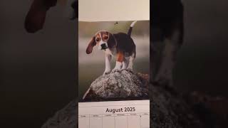 Dog calendar shorts [upl. by Claudelle]