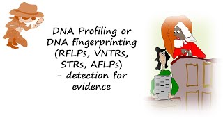 DNA profiling or DNA fingerprinting using RFLPs VNTRs STRs or AFLPs help detect evidencen [upl. by Rehnberg39]