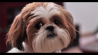 4 you  Funniest Shih Tzu Videos [upl. by Cleres11]