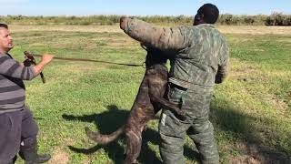 Dutch shepherd bite work training [upl. by Weisbrodt]