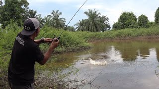 TAK DI DUGA DANAU YANG KAMI TEMUKAN MASIH DI HUNI IKAN GABUS BESAR  CASTING SNAKEHEAD [upl. by Arima]