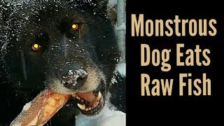 Recreational Bone Crunching  Monstrous Dog Eats Raw Fish K9 Mukbang [upl. by Lorine]