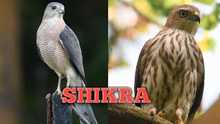 Facts About Shikra  शिकरा के बारे में तथ्य  Birds Of India [upl. by Shenan821]