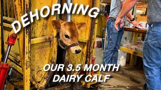 Dehorning our Family Dairy Calf 😱🐮  VLOG [upl. by Alurta]