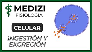 Fisiología Celular  Ingestión y Excreción celular Endocitosis y Exocitosis IGdoctorpaiva [upl. by Sascha]