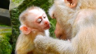 Documentary Libby Loves Her Baby So Much Animal Planet BBC Earth Nat Geo Wild monkey [upl. by Treve355]