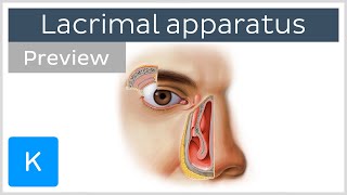 Lacrimal apparatus gland canaliculi duct and other structures preview  Human anatomy  Kenhub [upl. by Ldnek]