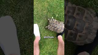 ¿Por qué las tortugas odian el color negro 😨 [upl. by Eniahpets]