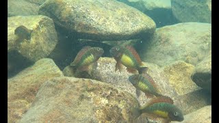 Tropheus moorii quotRed Rainbowquot at Kabimbwa [upl. by Ivad676]