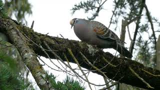 Common Bronzewing Pigeon calling Gardiners Creek Melbourne Australia 22 November 2022 [upl. by Nevin]