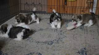 Shih Tzu Puppies For Sale [upl. by Howzell]