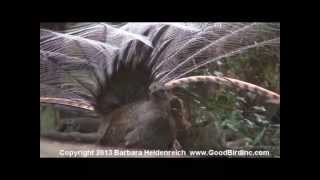 Awesome bird the Lyre Bird mimicking like crazy [upl. by Timothea]