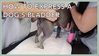 Learn To Express A Dogs Bladder In 3 Minutes [upl. by Sille194]