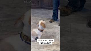 Will Mojo the dog SPIN for Daddy dogshorts Training Dogs Tricks 🐶 [upl. by Schweitzer]