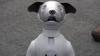 Roboterhund AIBO von Sony auf der CES 2018 [upl. by Fregger]