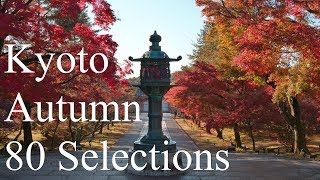 Japan autumn night walk in Shinjuku Tokyo • 4K HDR [upl. by Apul]