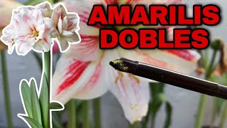 COMO HACER AMARILIS o AZUCENAS DOBLES Hippeastrum amaryllis [upl. by Mecke]