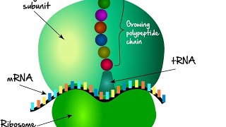 ribosomesprotien rough endoplasmic reticulum cytoskeletonmicrotubules [upl. by Delphine]