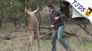 Man Punches Kangaroo To Save His Dog [upl. by Mixie918]