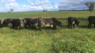 18 ANGUS X SHORTHORN COWS AC LEE amp CO [upl. by Ecikram]