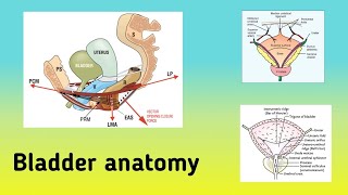 Anatomy of the Urinary Bladder  Location Relations Blood Supply and Nerve Supply [upl. by Lorri]