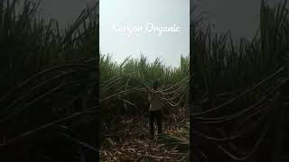 karyon organic Technology agriculture sandipkarande [upl. by Ahsieym]