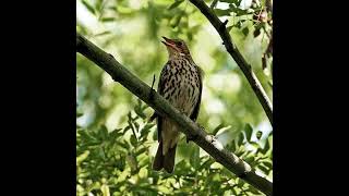 Song Thrush Bird Sound [upl. by Coumas]