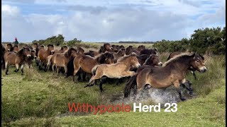 The Withypoole Herd 23 Exmoor Pony Gathering 2022 [upl. by Aronoh]