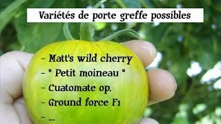 Comment greffer des tomates  greffe de tomate partie 1 [upl. by Mackie380]