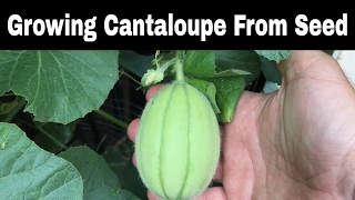 Growing Cantaloupes From Seed Episode 2 [upl. by Thisbee]