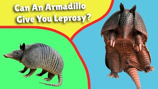 Can An Armadillo Give You Leprosy [upl. by Arhez]