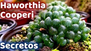 Por Estas Razones Tu HAWORTHIA COOPERI Muere [upl. by Templas]