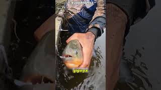 Fakta ikan piranha [upl. by Codee984]