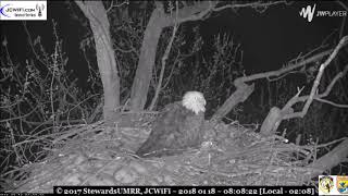 2nd episode  Injured distressed eagle on nest  Trio Bald Eagles ©Stewards of UMRR [upl. by Isabel65]