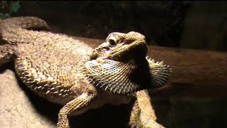 Bearded dragon puffing out her beard [upl. by Hannie]