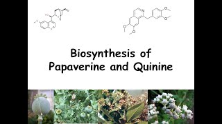 Biosynthesis of Papaverine and Quinine [upl. by Namara]