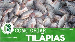 ¿Cómo producir TILAPIA [upl. by Itirahc]