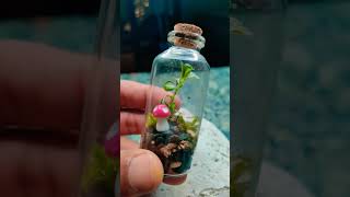 Healthy Tiny Terrarium ecosystem nature diy terrarium plants fittonia viral [upl. by Hillie]