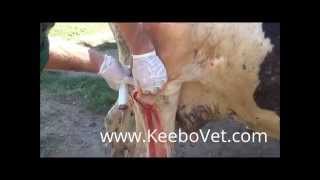 Big Abscess In Cattle  Veterinarian Helps By Surgically Removing It [upl. by Pergrim164]