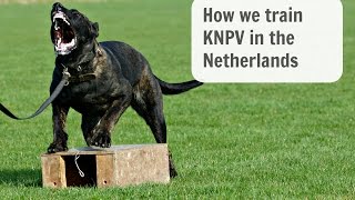 KNPV training Katie BRN 25478 In Holland 🇮🇪 🇾🇪 [upl. by Xanthus]