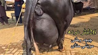 Chichawatni Maweshi Mandi  Buffalo In Pakistan  Top Class Nili Ravi Buffalo  Bhains Mandi [upl. by Dragoon]