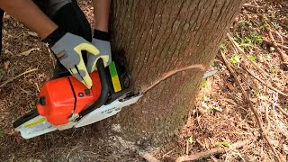 How to Fell a Tree with a Chainsaw [upl. by Trinidad]