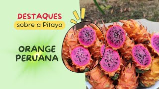 Aqui tem beleza e sabor Variedade de Pitaya Orange Peruana G1 [upl. by Farika]