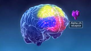 Mechanism of Action of Alpha 2 Agonists in ADHD [upl. by Cherian902]