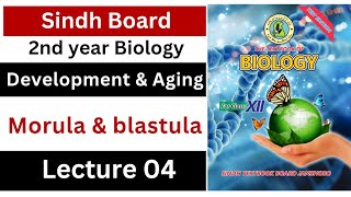 morula and blastula  development and aging  class 12 biology Sindh board New book [upl. by Saticilef]