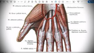 Анатомия с АВ Артерии верхней конечности [upl. by Nessim]