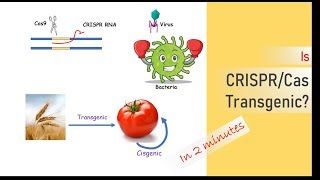 IS CRISPR transgenic [upl. by Eudocia]